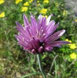 Allium schoenoprasum. Соцветие. Архангельская обл., Онежский р-н, Белое море, остров Кий. 11.06.2014.