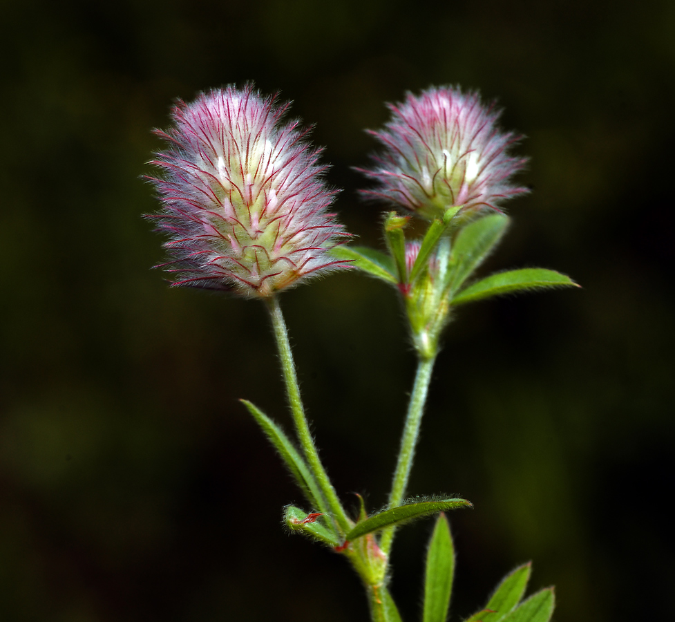 Image of Trifolium arvense specimen.