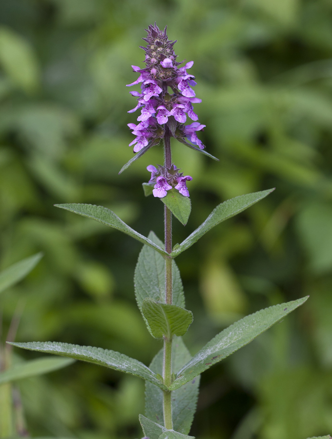 Image of Stachys palustris specimen.