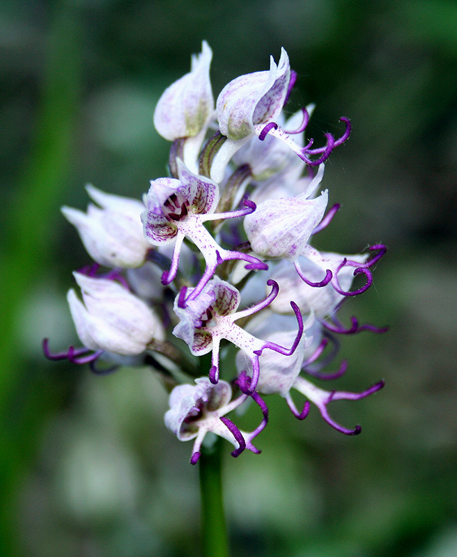 Image of Orchis simia specimen.