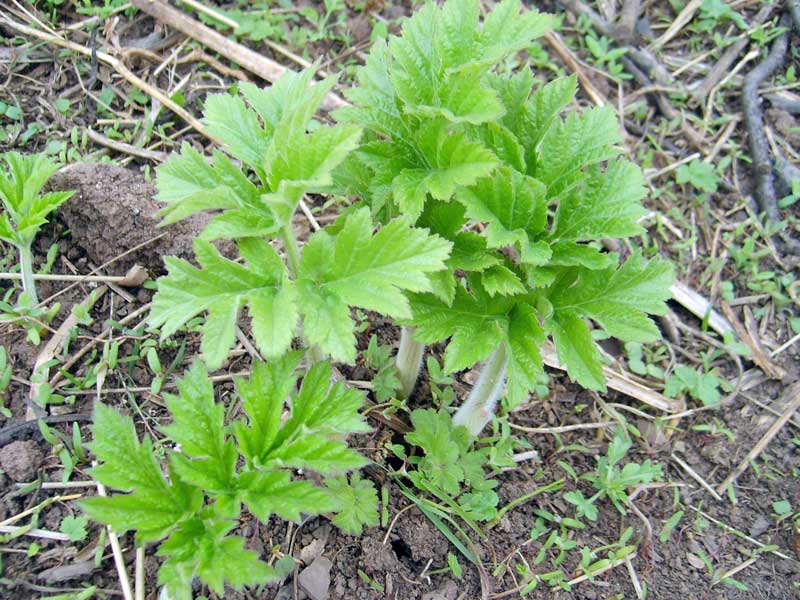 Изображение особи Heracleum dissectum.