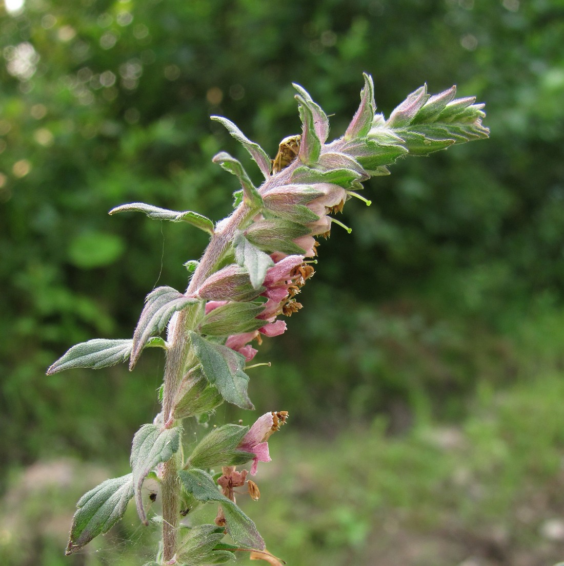 Изображение особи Odontites vulgaris.