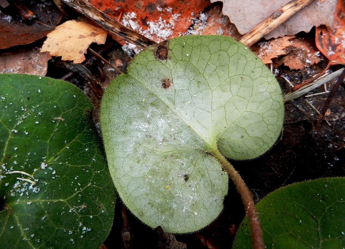 Изображение особи Asarum europaeum.