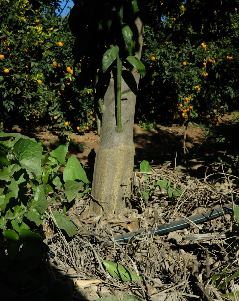 Image of Citrus reticulata specimen.