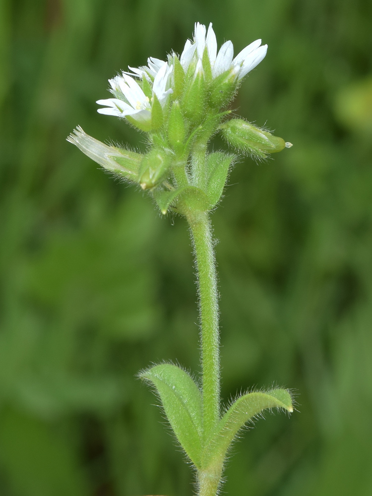 Image of Cerastium glomeratum specimen.