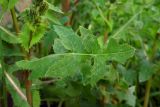 Sonchus oleraceus. Лист. Республика Адыгея, г. Майкоп, во дворе дома на лужайке под забором. 26.04.2016.