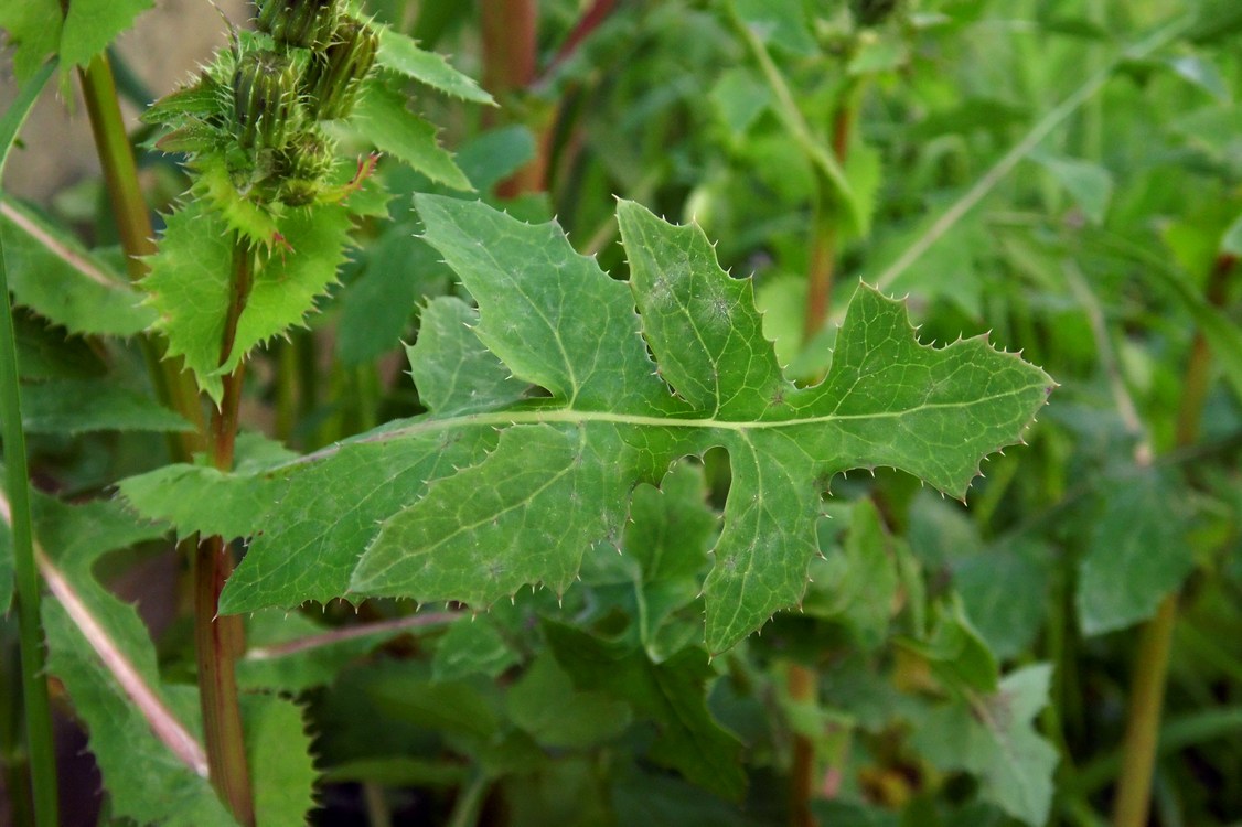 Изображение особи Sonchus oleraceus.