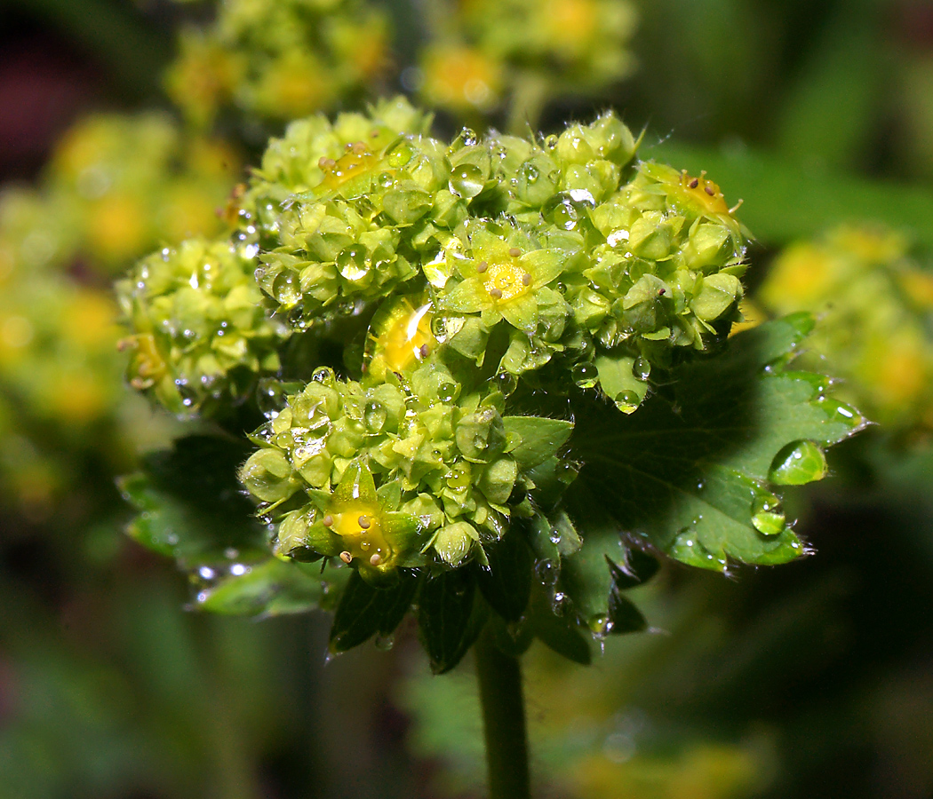 Image of genus Alchemilla specimen.