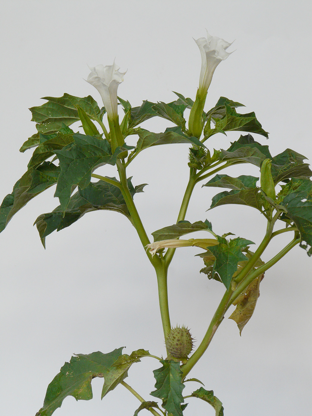 Image of Datura stramonium specimen.