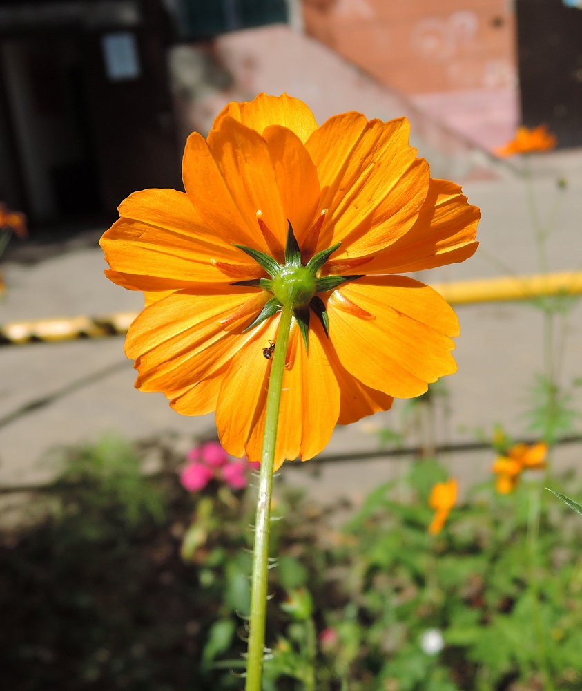 Image of Cosmos sulphureus specimen.