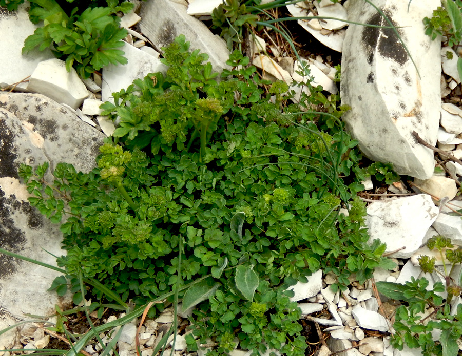 Image of Thalictrum minus specimen.