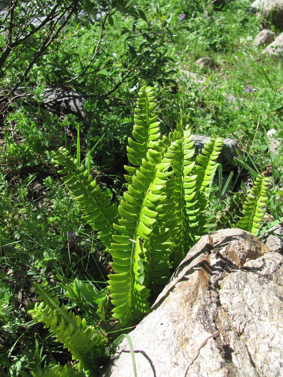 Изображение особи Polystichum lonchitis.