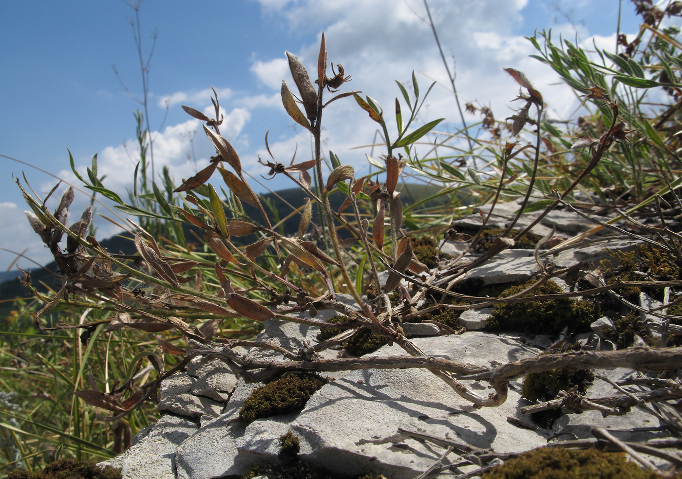 Image of Genista humifusa specimen.