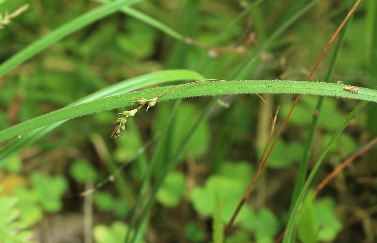 Изображение особи Carex pilosa.