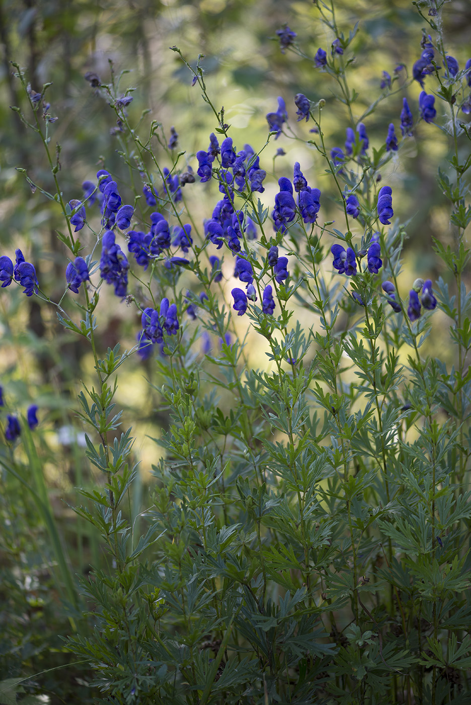 Изображение особи Aconitum &times; stoerkianum.