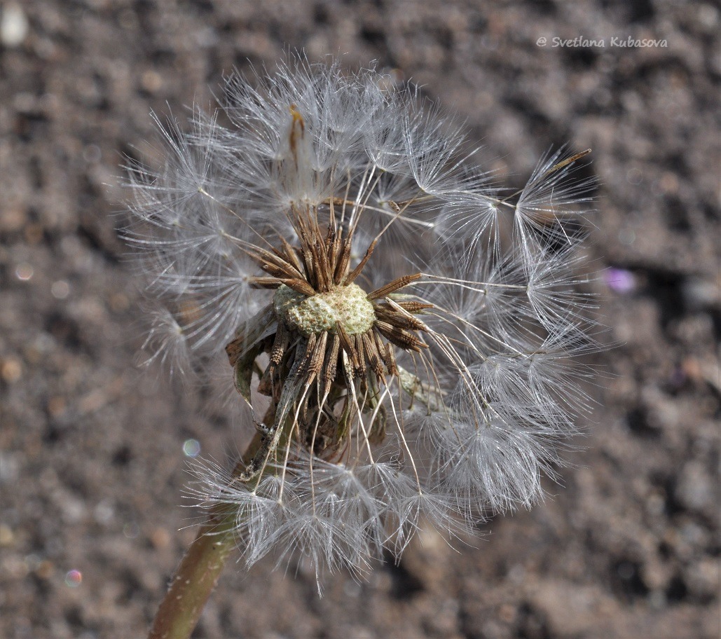 Изображение особи Taraxacum distantilobum.