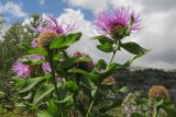 Centaurea alutacea