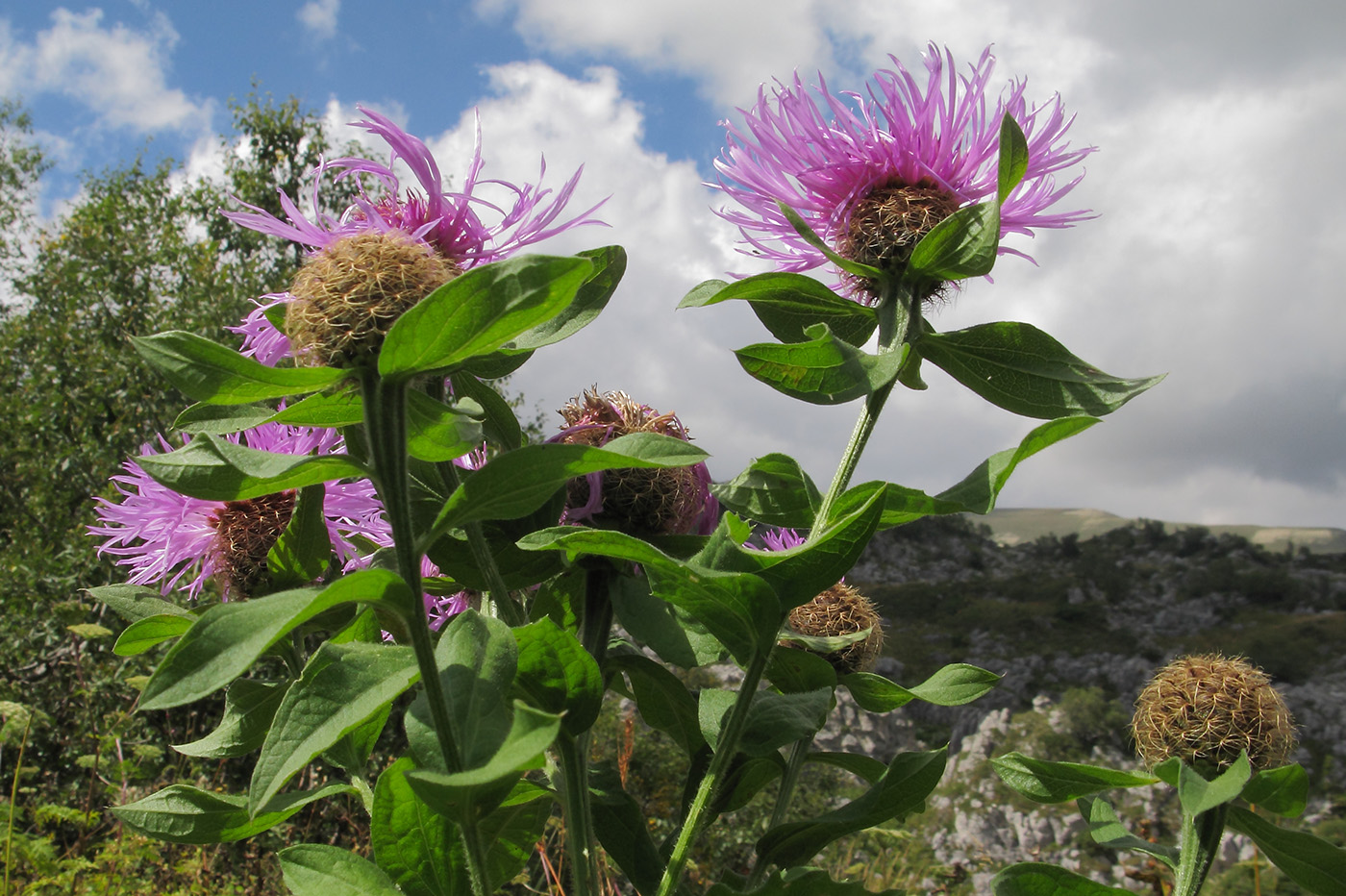 Image of Centaurea alutacea specimen.