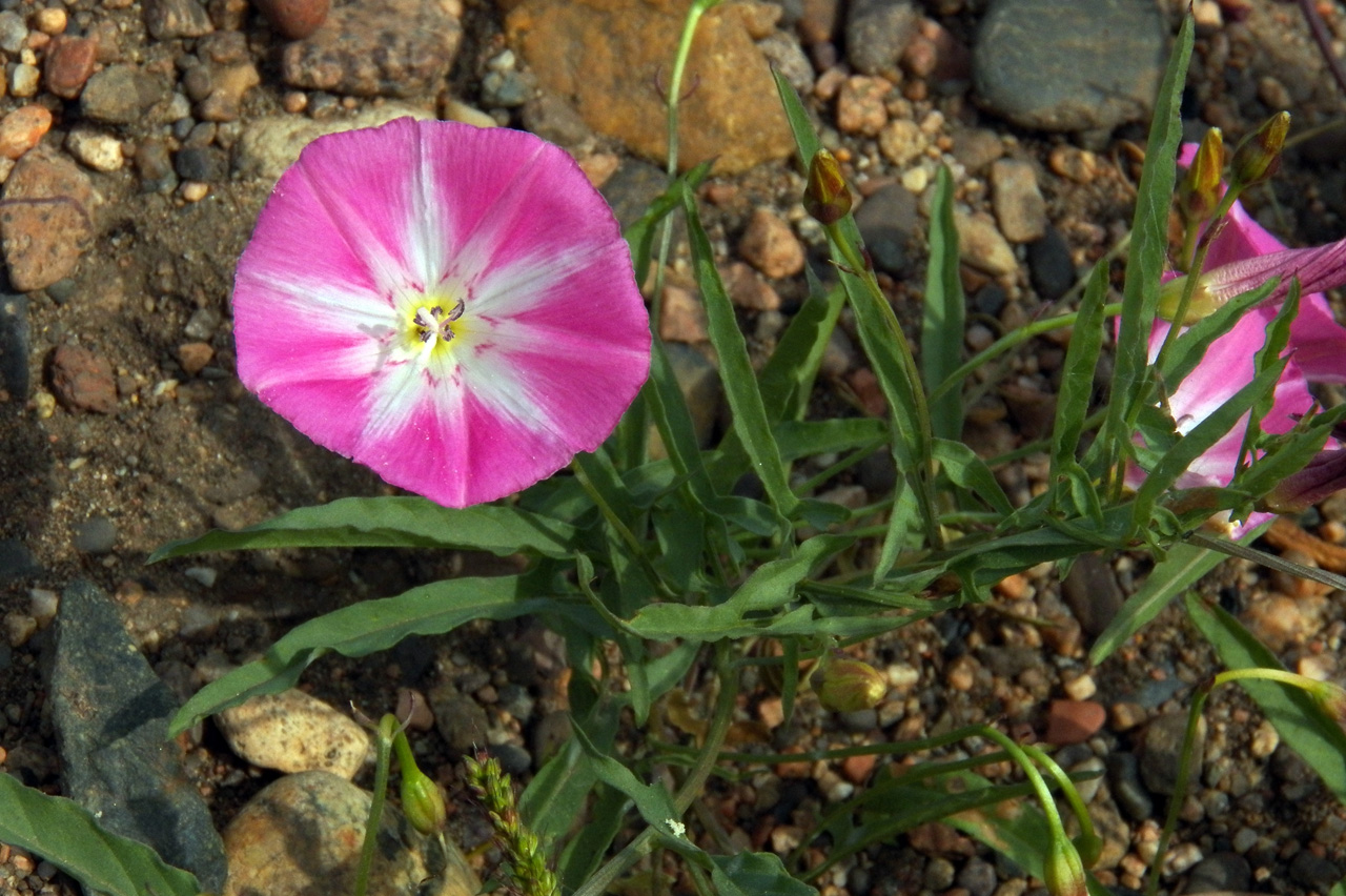 Изображение особи Convolvulus chinensis.