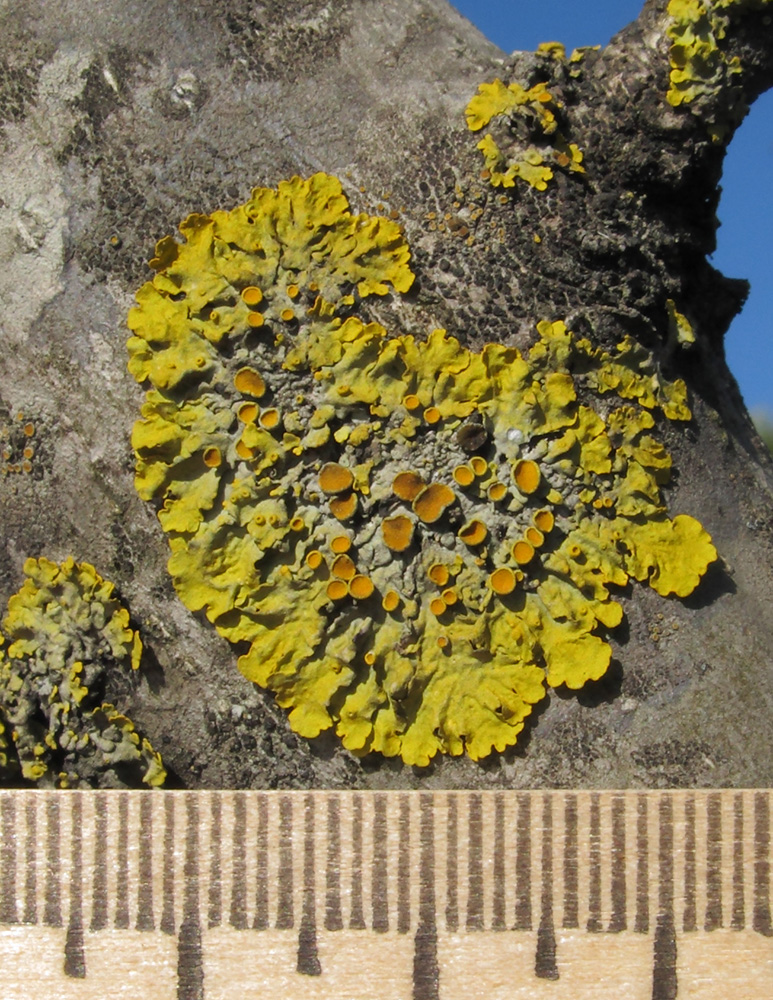 Image of Xanthoria parietina specimen.