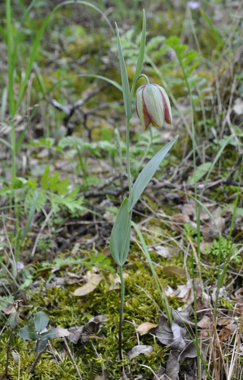 Image of Fritillaria gussichiae specimen.