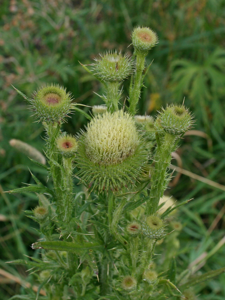 Image of Cirsium vulgare specimen.