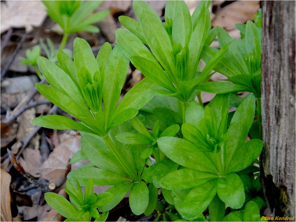 Image of Galium odoratum specimen.