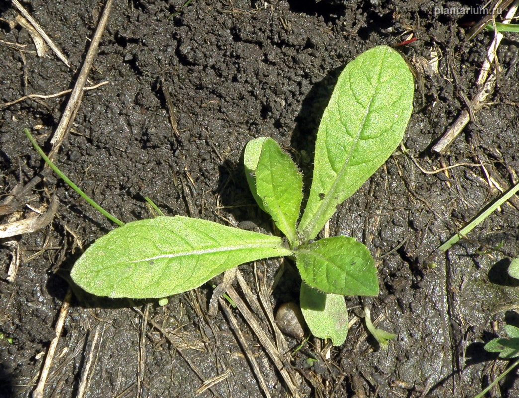 Image of Dipsacus laciniatus specimen.