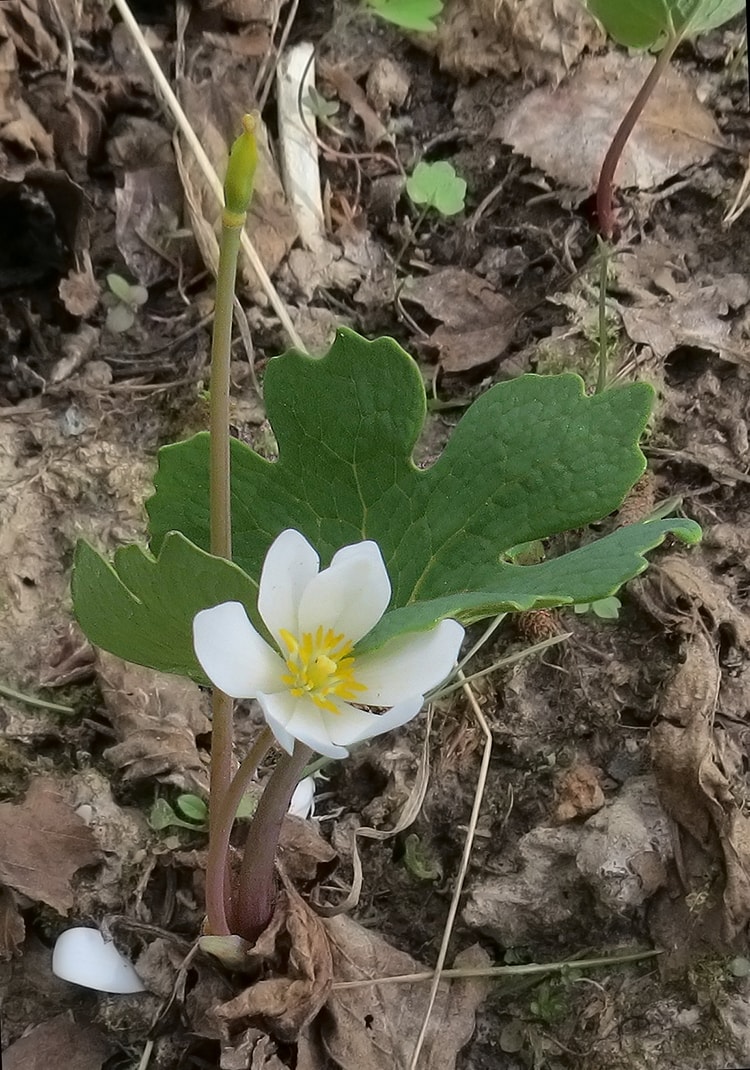 Изображение особи Sanguinaria canadensis.