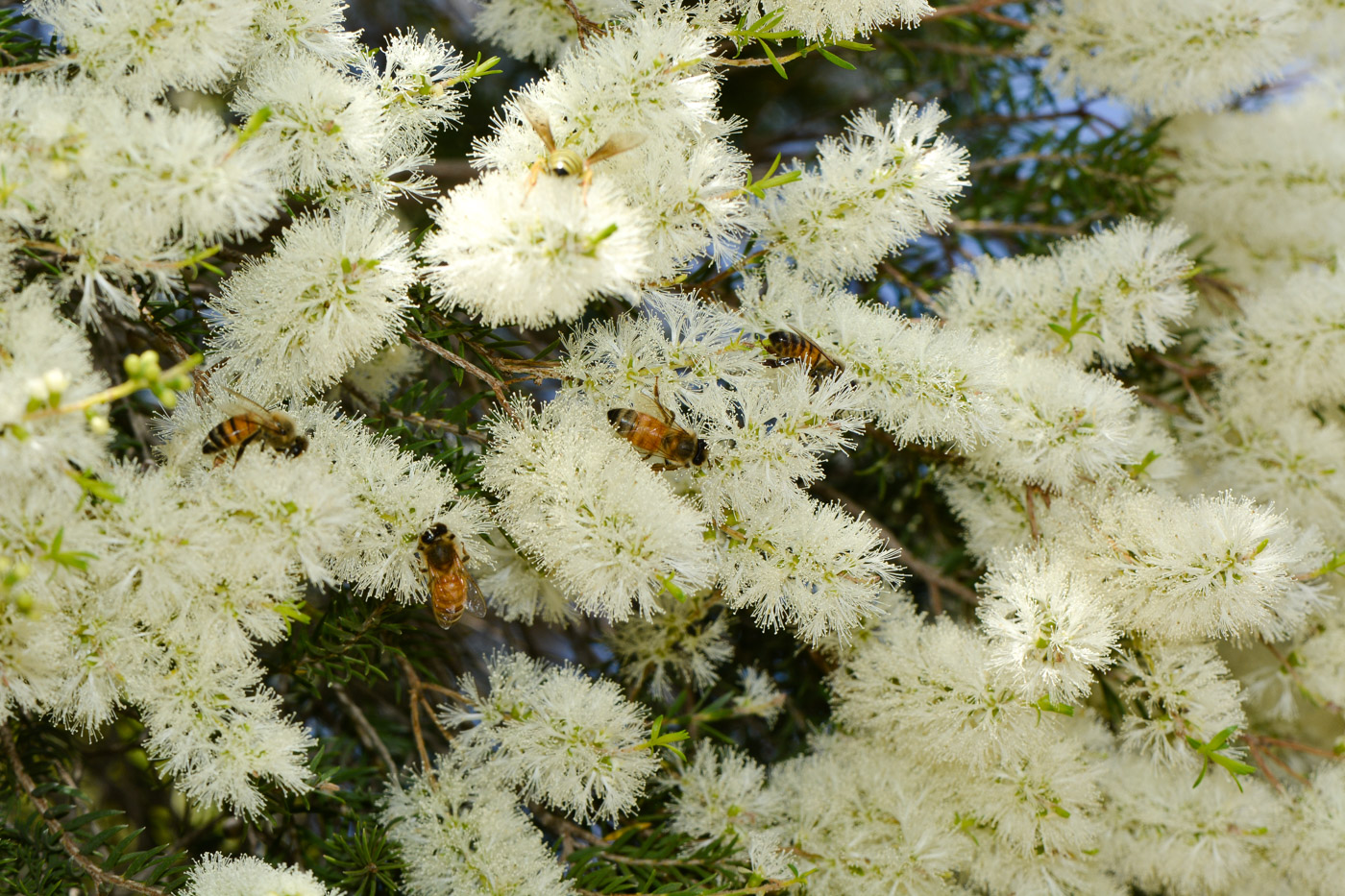 Изображение особи Melaleuca halmaturorum.