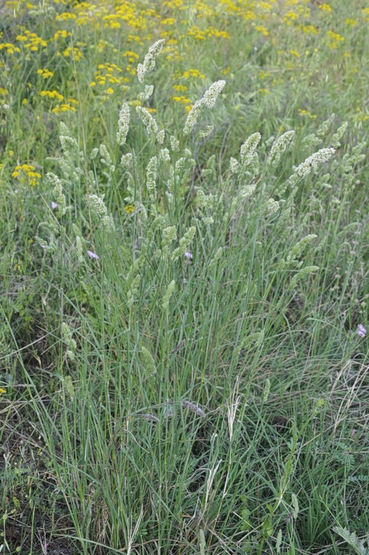 Image of Dactylis glomerata specimen.