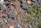 Oxytropis lehmannii. Верхушки побегов с соцветиями. Таджикистан, Фанские горы, окр. Мутного озера, ≈ 3500 м н.у.м., каменистый сухой склон. 02.08.2017.