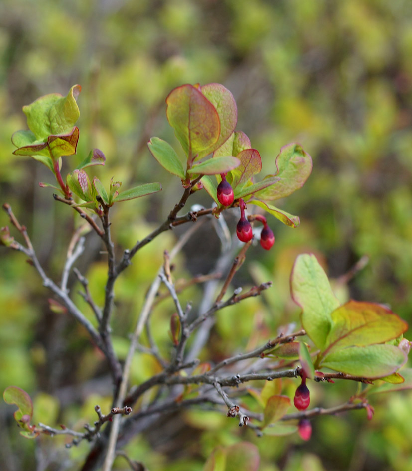 Image of Vaccinium uliginosum specimen.