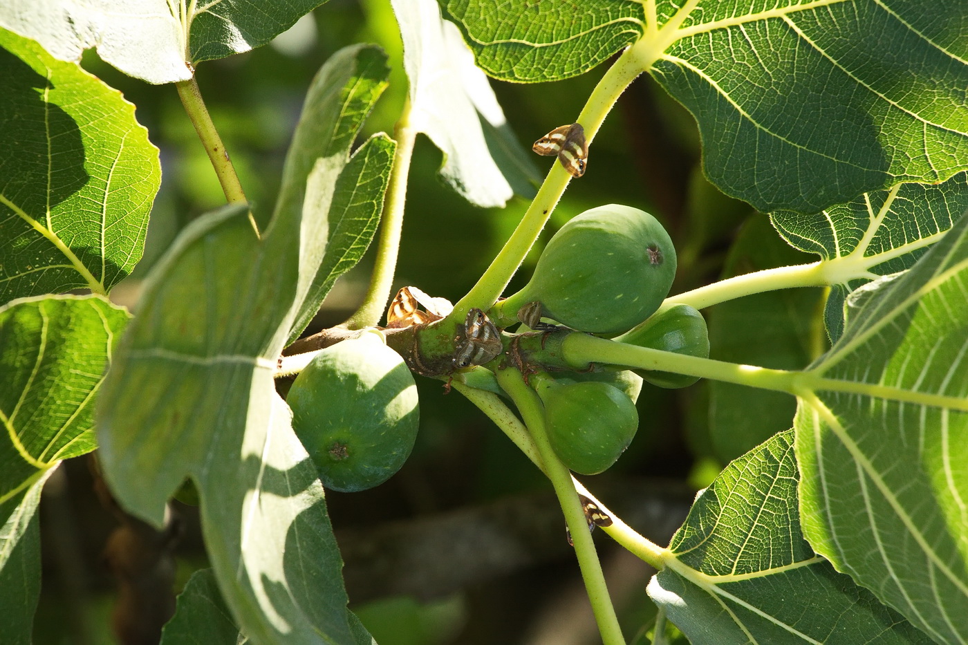 Image of Ficus carica specimen.