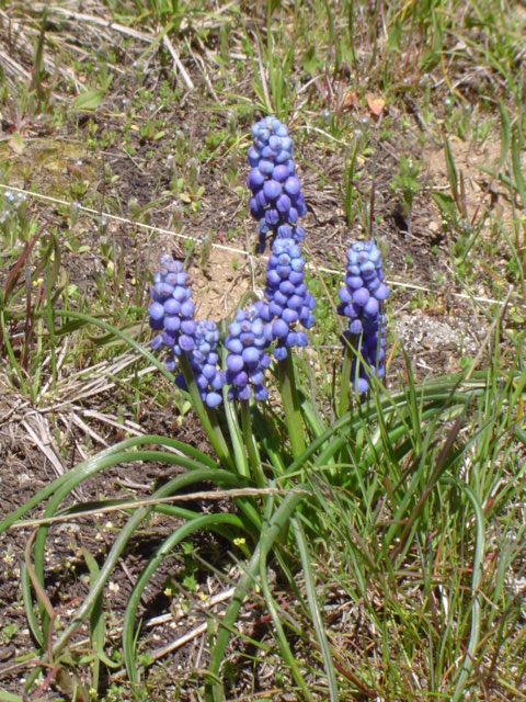 Изображение особи Muscari armeniacum.