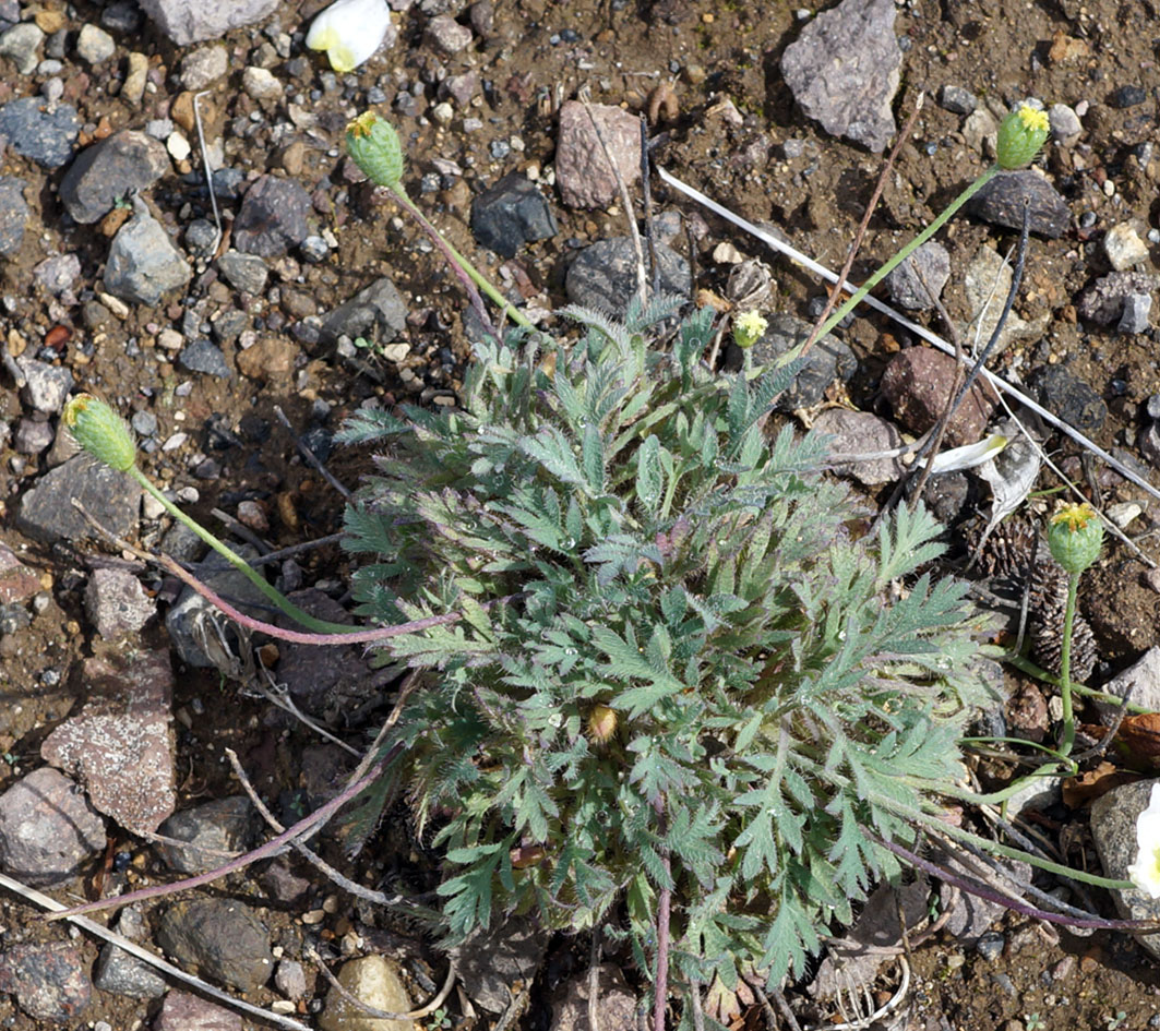 Image of Papaver polare specimen.