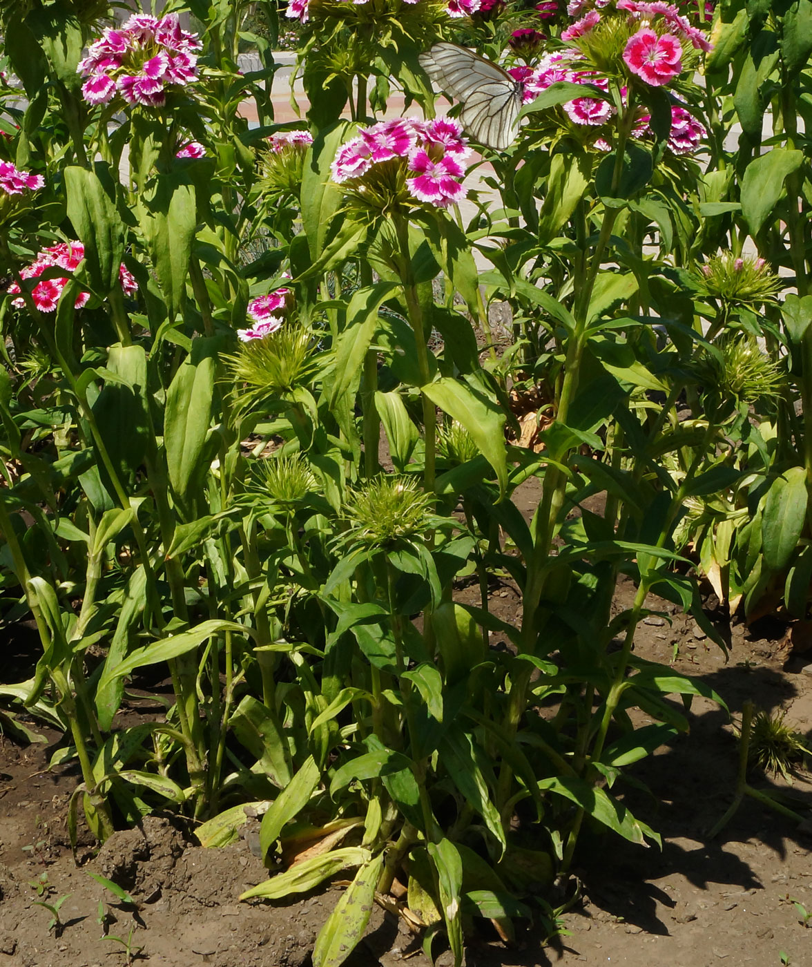 Изображение особи Dianthus barbatus.