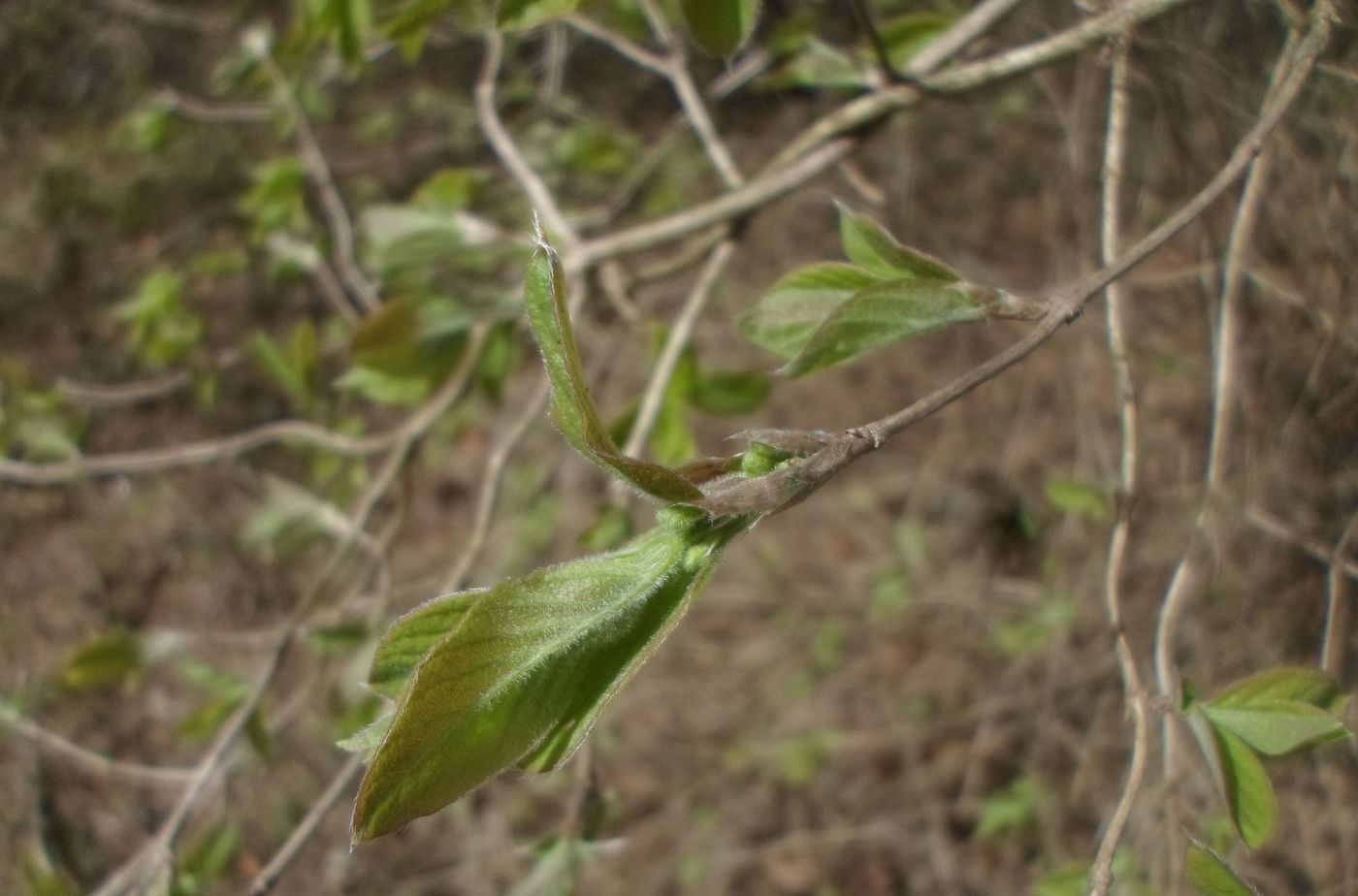 Изображение особи Lonicera xylosteum.