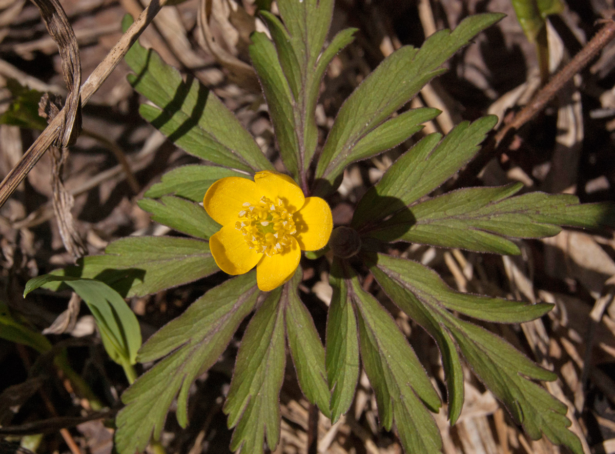 Image of Anemone ranunculoides specimen.