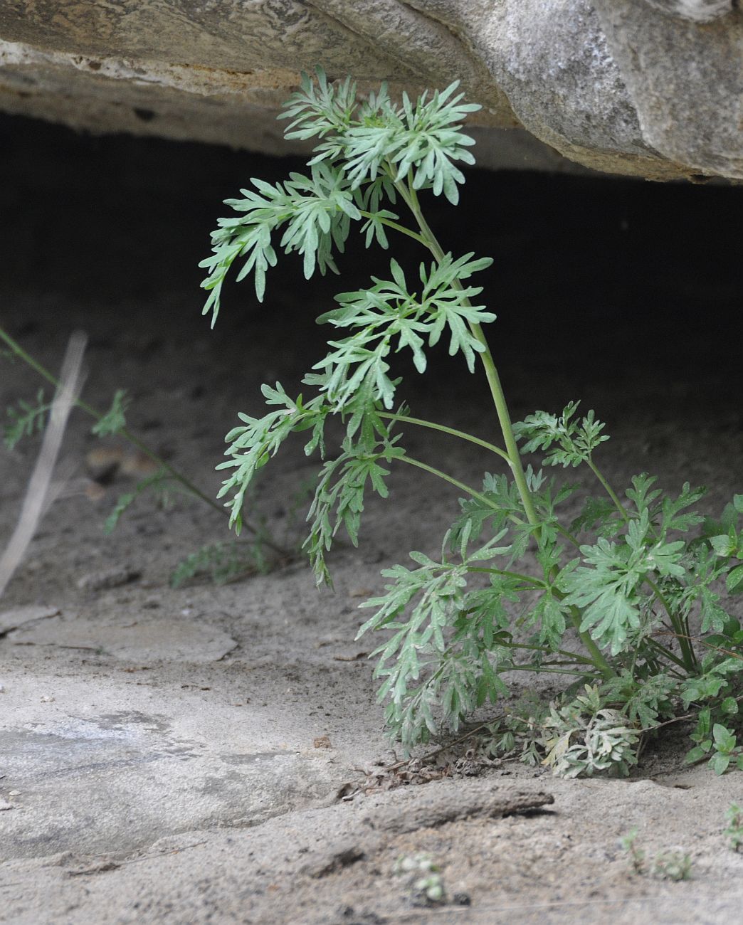 Image of Artemisia absinthium specimen.