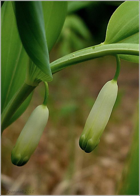 Image of Polygonatum odoratum specimen.