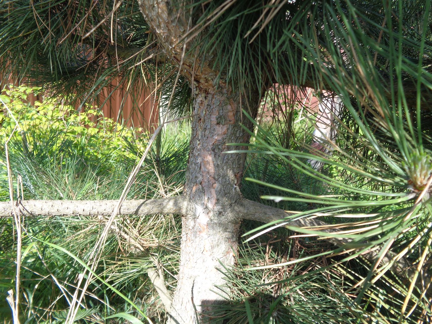 Image of genus Pinus specimen.