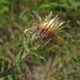 Carlina vulgaris