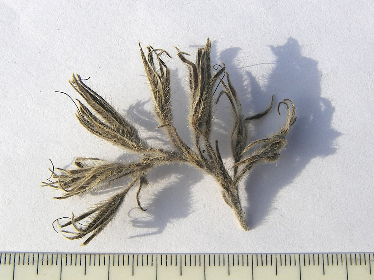 Image of Onosma polyphylla specimen.