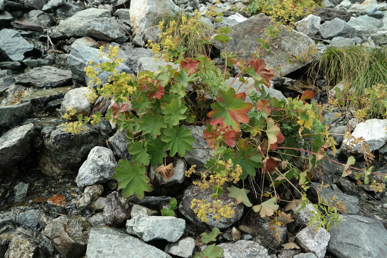 Изображение особи род Alchemilla.