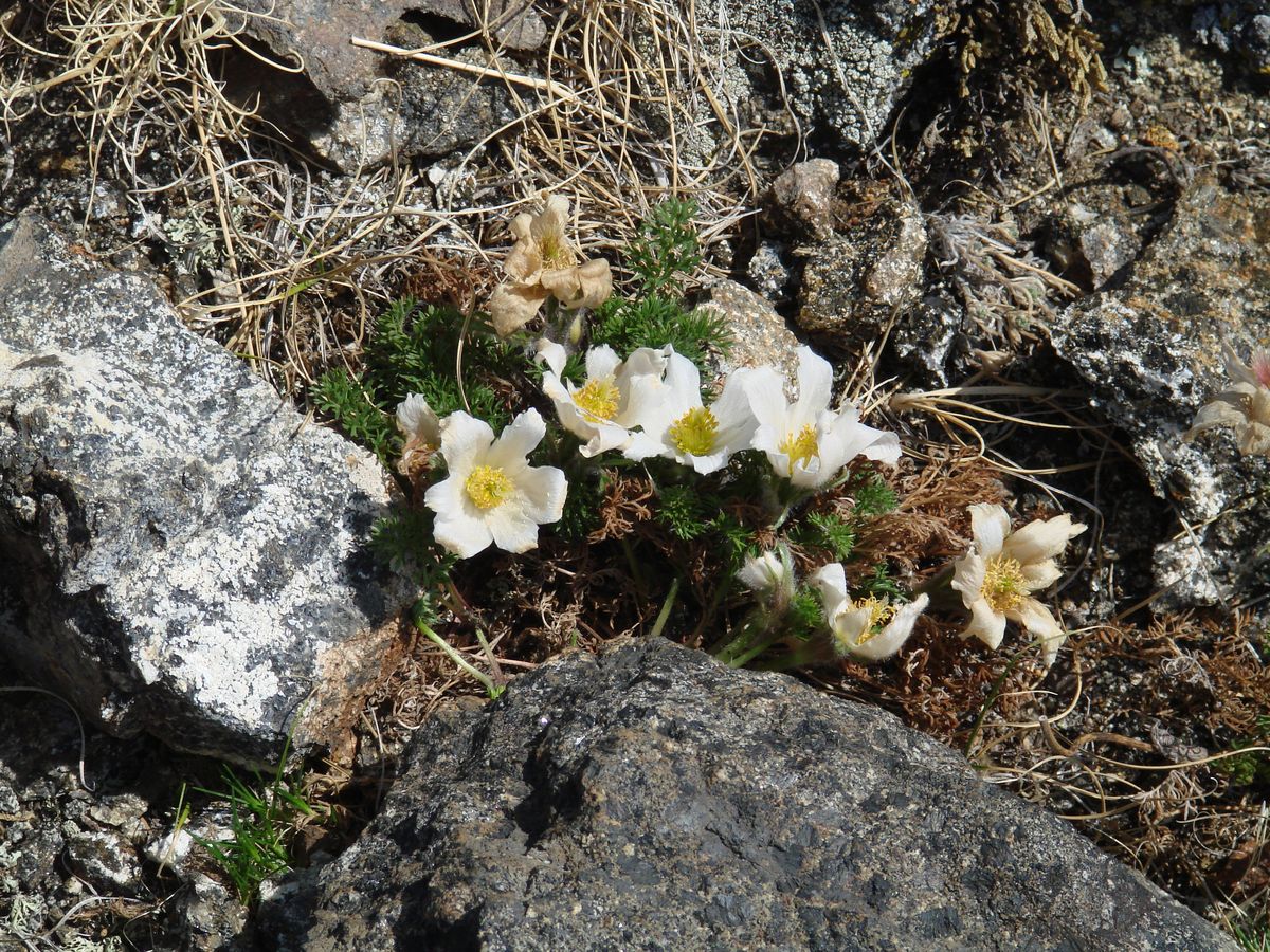 Image of Pulsatilla tenuiloba specimen.