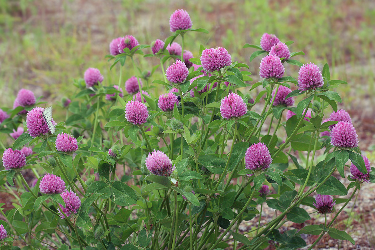 Изображение особи Trifolium pratense.