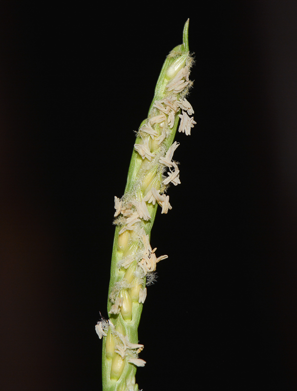 Image of Stenotaphrum dimidiatum specimen.