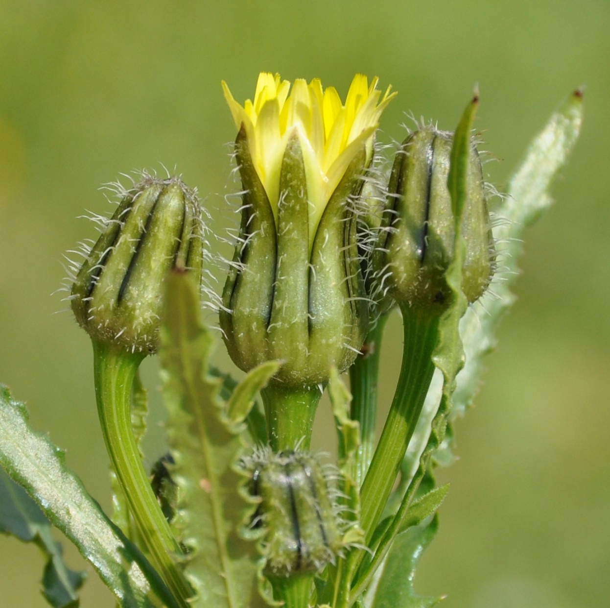 Image of Urospermum picroides specimen.