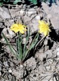 Scorzonera tuberosa. Цветущее растение. Астраханская обл., южный склон горы Большое Богдо. Май 1996 г.